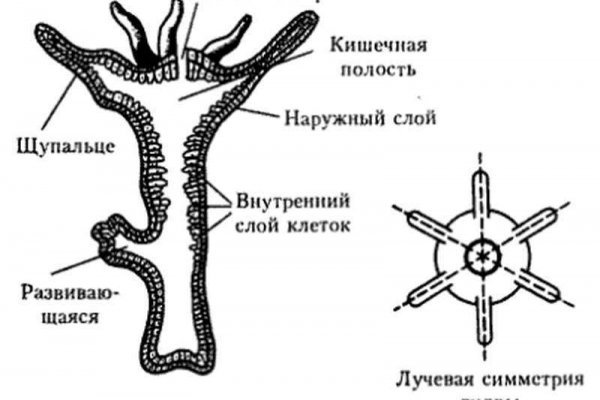 Что такое даркнет кракен